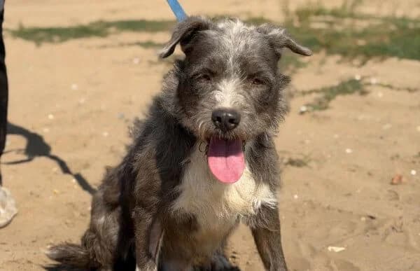 Voren, male 5yo Mixed Breed for adoption at Animal Happyend, Animal Happyend