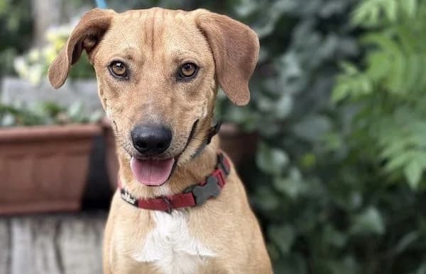 Zafer, male 3yo Mixed Breed for adoption at Animal Happyend, Animal Happyend