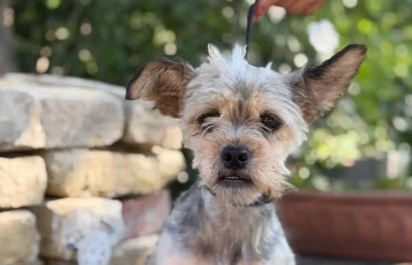 Zella, female 3yo Yorkshire Terrier for adoption at Animal Happyend, Animal Happyend