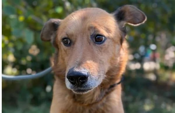 Zeusz-14, male senior Mixed Breed for adoption at Animal Happyend, Animal Happyend