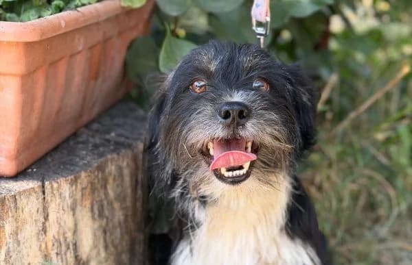 Zilio, male young Mixed Breed for adoption at Animal Happyend, Animal Happyend