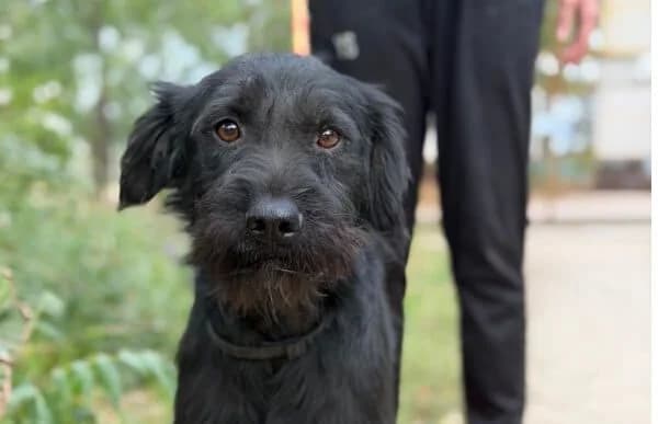 Zsadan, male 4yo Mixed Breed for adoption at Animal Happyend, Animal Happyend