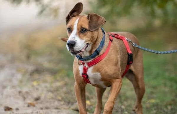 Potya, male senior mixed breed for adoption at Animal Happyend, Animal Happyend