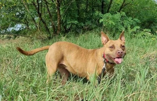 Wicca, grau female senior American Staffordshire Terrier for adoption at Animal Happyend, Animal Happyend