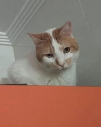 Blanquito, male Mixed Breed for adoption at ArchePfötli, Archepfoetli