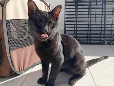 Calin, male Mixed Breed for adoption at ArchePfötli, Archepfoetli