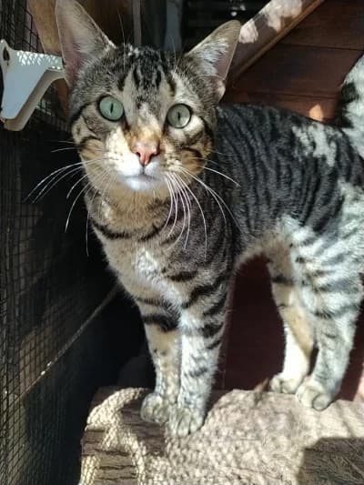 Juri, male Mixed Breed for adoption at ArchePfötli, Archepfoetli