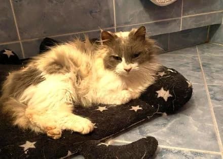 Kati, female Persian for adoption at ArchePfötli, Archepfoetli