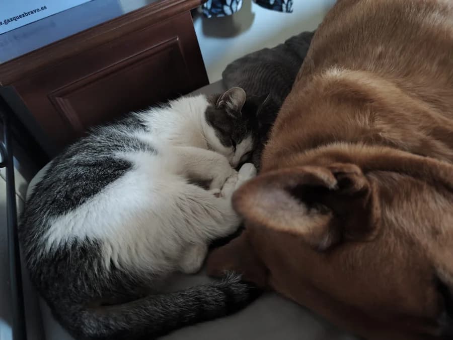 Lana, female Mixed Breed for adoption at ArchePfötli, Archepfoetli