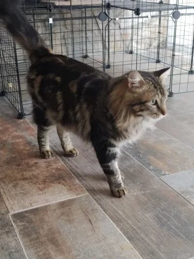 Liam, male mixed breed for adoption at ArchePfötli, Archepfoetli