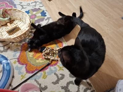 Mikel und Bruder Momo (blind), male Mixed Breed for adoption at ArchePfötli, Archepfoetli