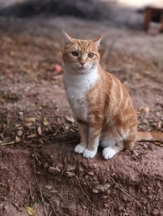 Nina, female Mixed Breed for adoption at ArchePfötli, Archepfoetli