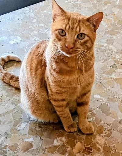 Sanfter Junger Brandy Sucht Seine Familie, male Mixed Breed for adoption at ArchePfötli, Archepfoetli
