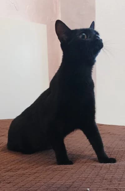 Lolo & Piper, Mixed Breed for adoption at ArchePfötli, Archepfoetli