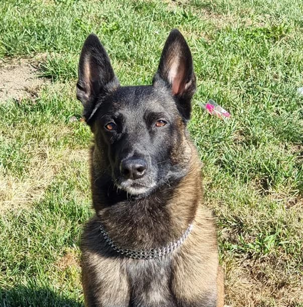 Bucky, male 4yo Belgian Malinois for adoption at Tierhilfe Arme Pfoten, Arme Pfoten