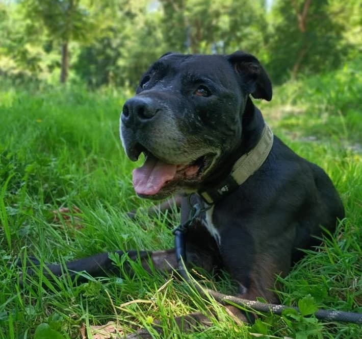 Sharko, male senior mixed breed for adoption at Tierhilfe Arme Pfoten, Arme Pfoten