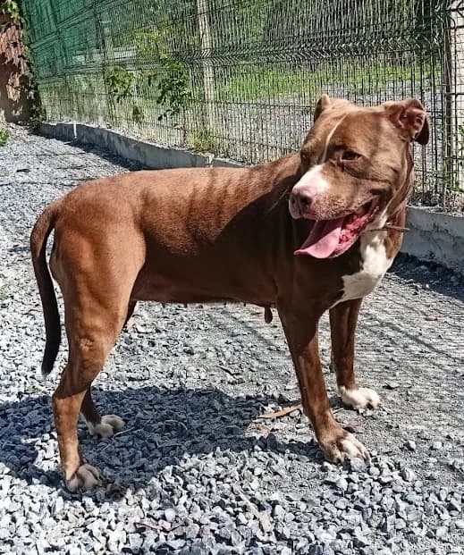 Tasha, female 6yo mixed breed for adoption at Tierhilfe Arme Pfoten, Arme Pfoten