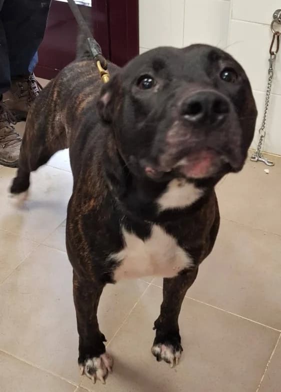 Arno, male 3yo mixed breed for adoption at Tierhilfe Arme Pfoten, Arme Pfoten