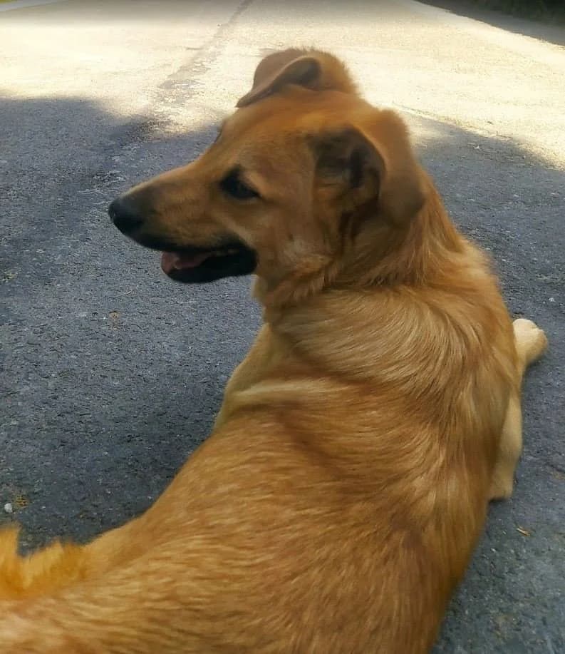 Hartza, male 5yo mixed breed for adoption at Tierhilfe Arme Pfoten, Arme Pfoten