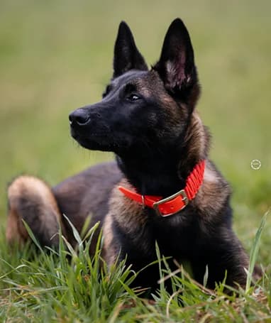 Timba, weiss female young Belgian Malinois for adoption at Tierhilfe Arme Pfoten, Arme Pfoten