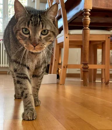 Mondo, male 5yo European Shorthair for adoption at Tierhilfe Arme Pfoten, Arme Pfoten