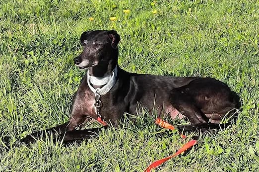 Bamba, female 7yo Galgo Español for adoption at Tierhilfe Arme Pfoten, Arme Pfoten