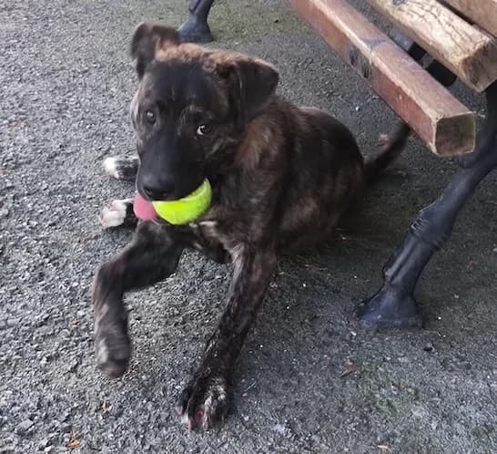 Tata, female puppy Mixed Breed for adoption at Tierhilfe Arme Pfoten, Arme Pfoten