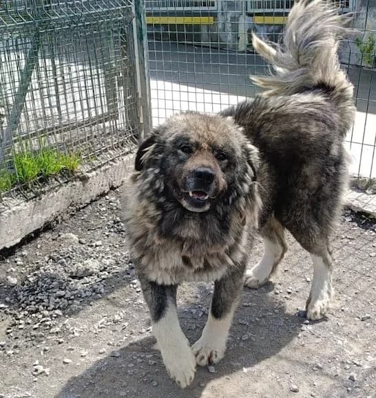 Zeus, male young German Shepherd for adoption at Tierhilfe Arme Pfoten, Arme Pfoten