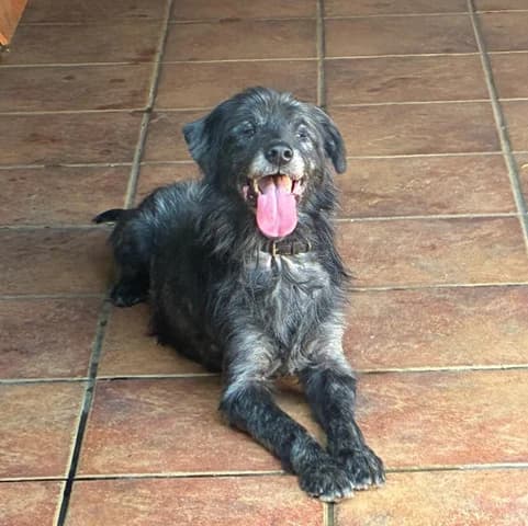 Kuso, male senior Mixed Breed for adoption at Tierhilfe Arme Pfoten, Arme Pfoten