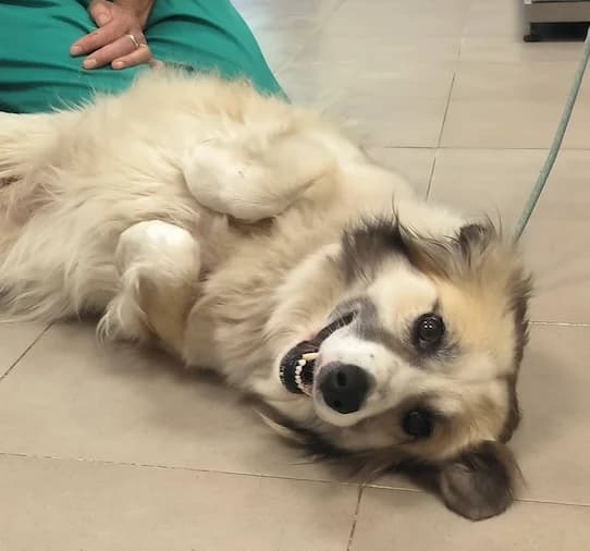 Mary, female 4yo Border Collie for adoption at Tierhilfe Arme Pfoten, Arme Pfoten