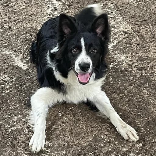 Roman, male 5yo Border Collie for adoption at Tierhilfe Arme Pfoten, Arme Pfoten