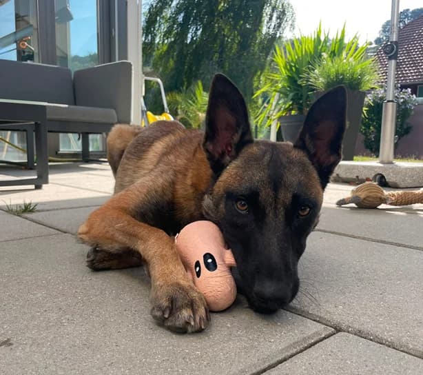 Casio, weiss male young Belgian Malinois for adoption at Tierhilfe Arme Pfoten, Arme Pfoten