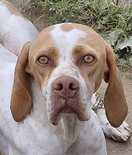 Izzie (Iskar), female puppy Pointer for adoption at Tierhilfe Arme Pfoten, Arme Pfoten