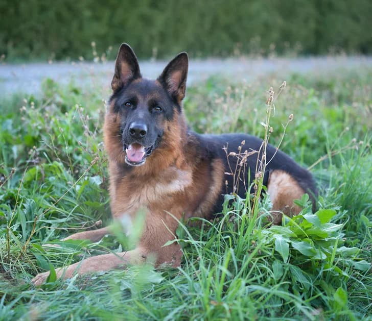 Rock, golden male 5yo German Shepherd for adoption at Tierhilfe Arme Pfoten, Arme Pfoten
