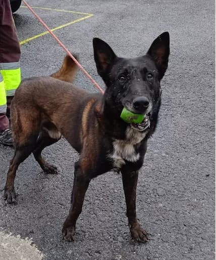 Rayo, male 5yo Belgian Malinois for adoption at Tierhilfe Arme Pfoten, Arme Pfoten