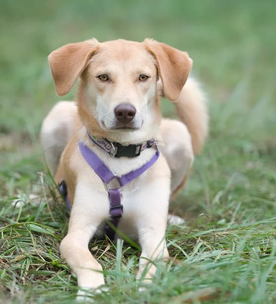 Milo, male young Mixed Breed for adoption at Tierhilfe Arme Pfoten, Arme Pfoten