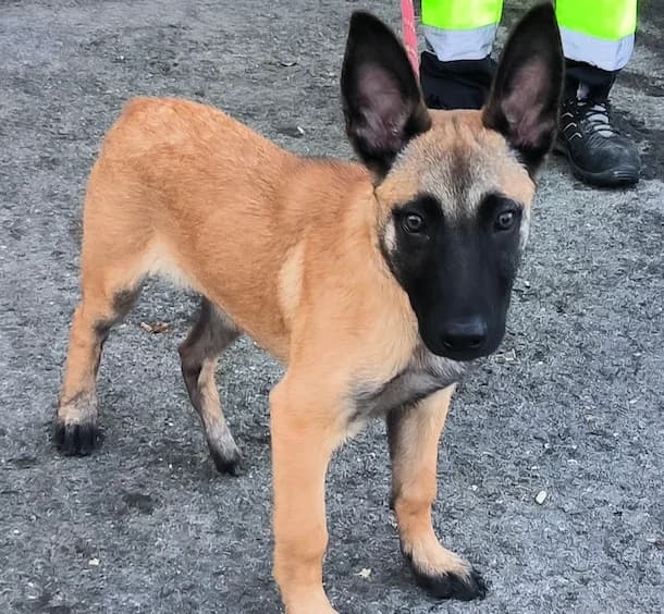 Blitz, male puppy Belgian Malinois for adoption at Tierhilfe Arme Pfoten, Arme Pfoten