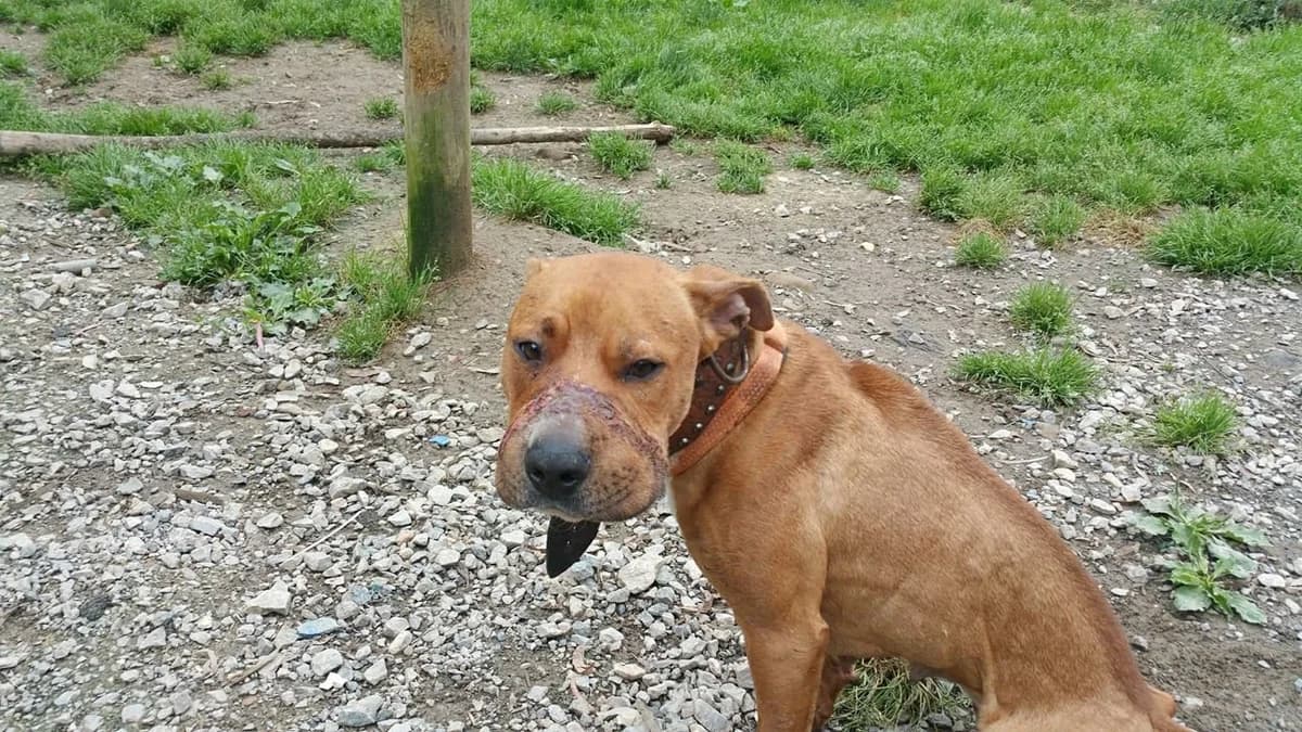 Wendi, female senior mixed breed for adoption at Tierhilfe Arme Pfoten, Arme Pfoten