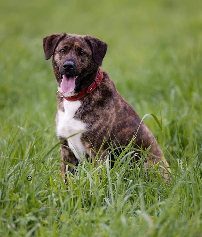 Timba, weiss female senior Mixed Breed for adoption at Tierhilfe Arme Pfoten, Arme Pfoten