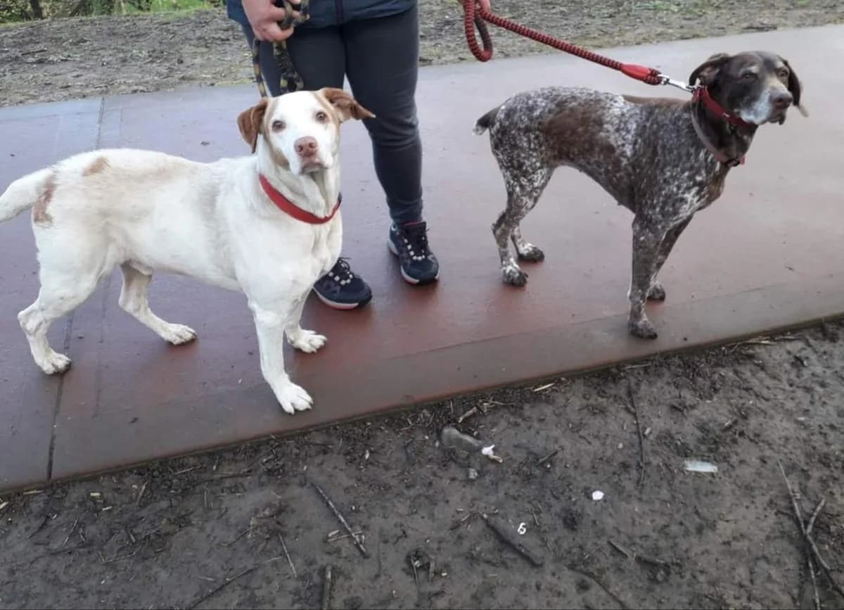 Circe und Ralpi, male senior German Shorthaired Pointer for adoption at Tierhilfe Arme Pfoten, Arme Pfoten