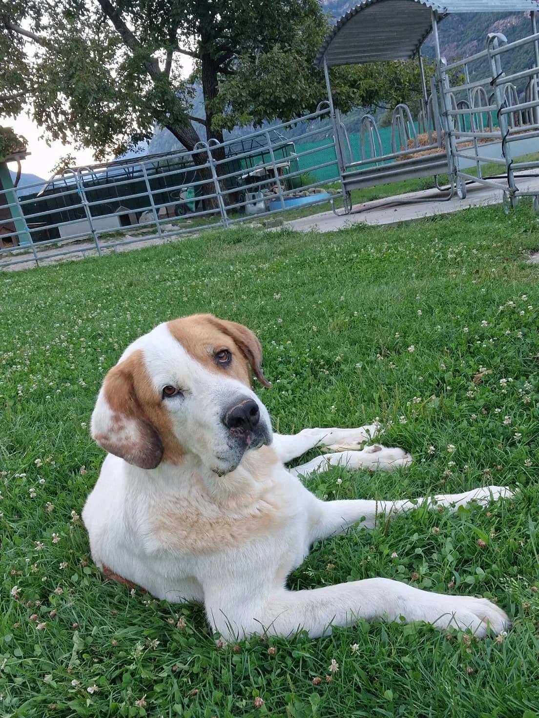 Ben arrivato Reef, senior Mixed Breed for adoption at Associazione Casa Orizzonti, Riviera