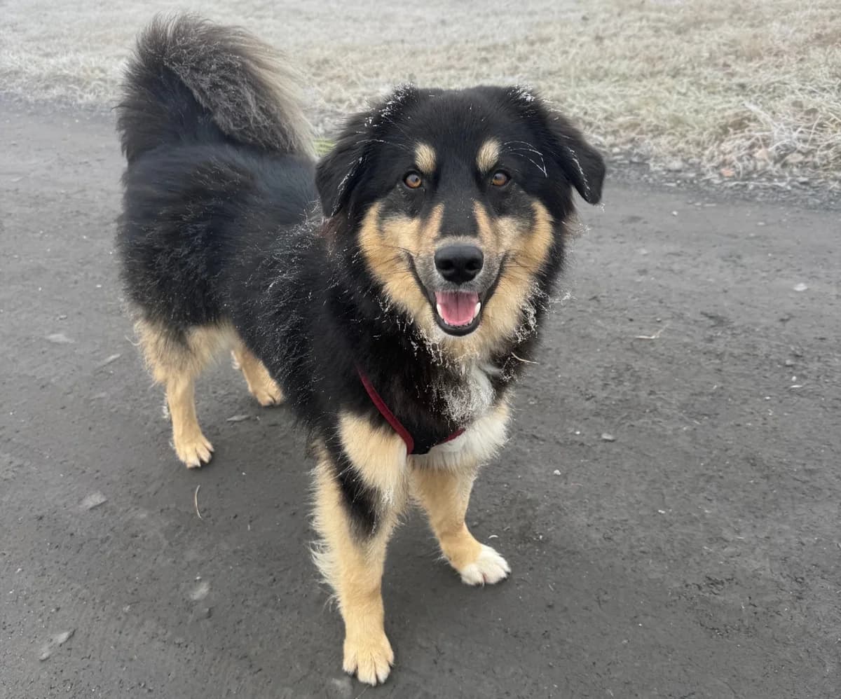 Rocky, schwarz male young Mixed Breed for adoption at Berner Tierzentrum