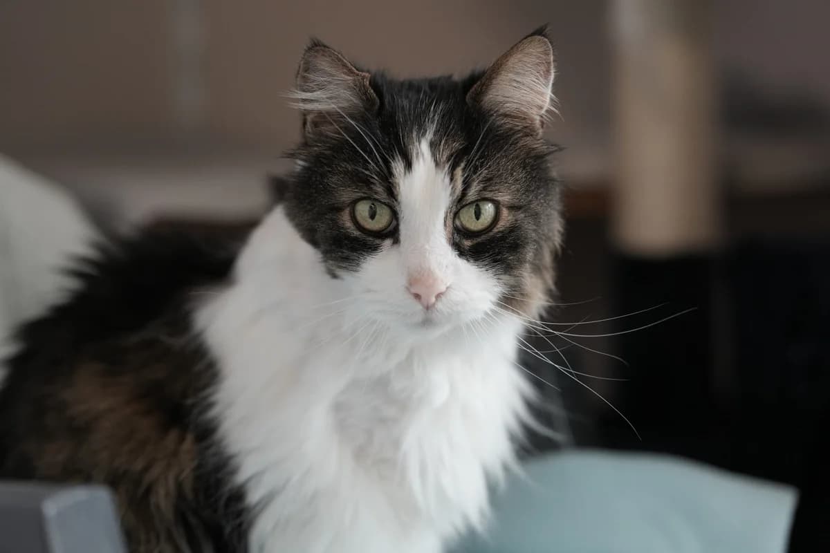 Suny, weiss male senior Mixed Breed Cat for adoption at Berner Tierzentrum