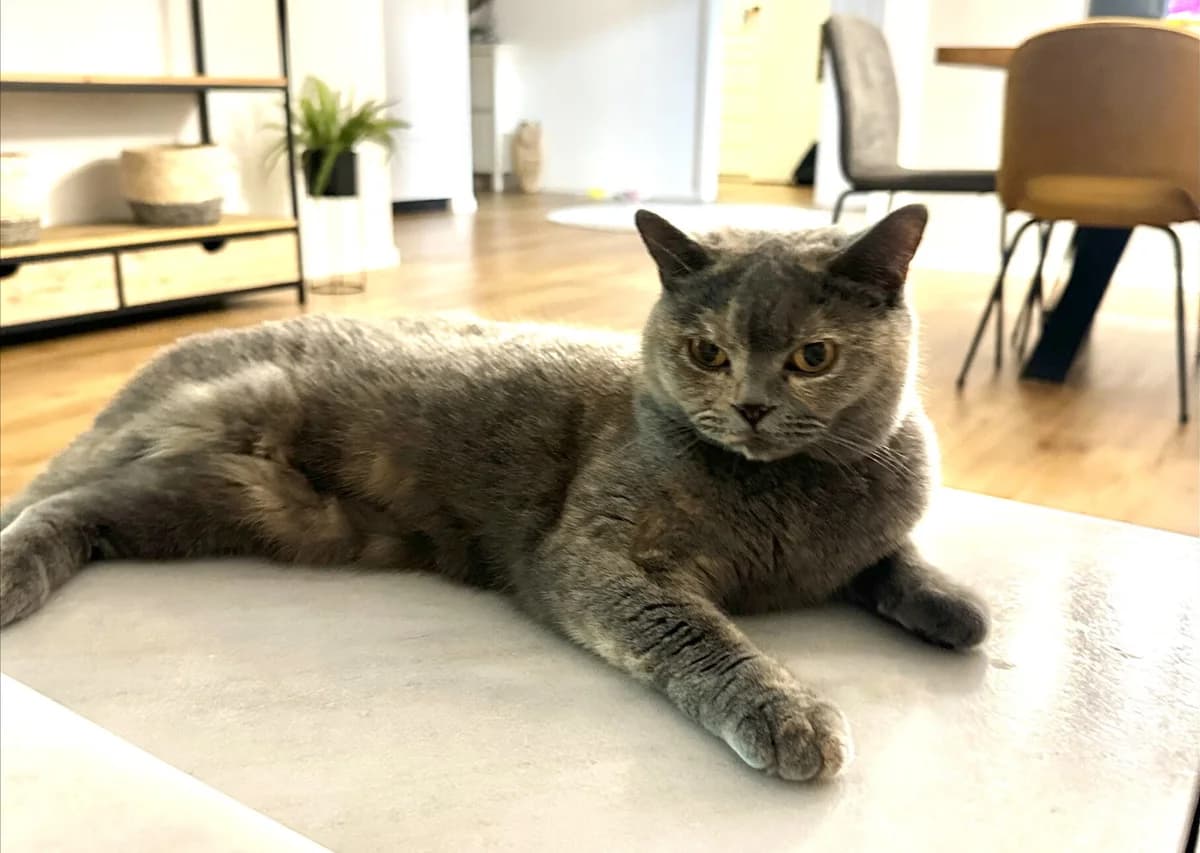 Lilla, grau female young British Shorthair for adoption at Berner Tierzentrum