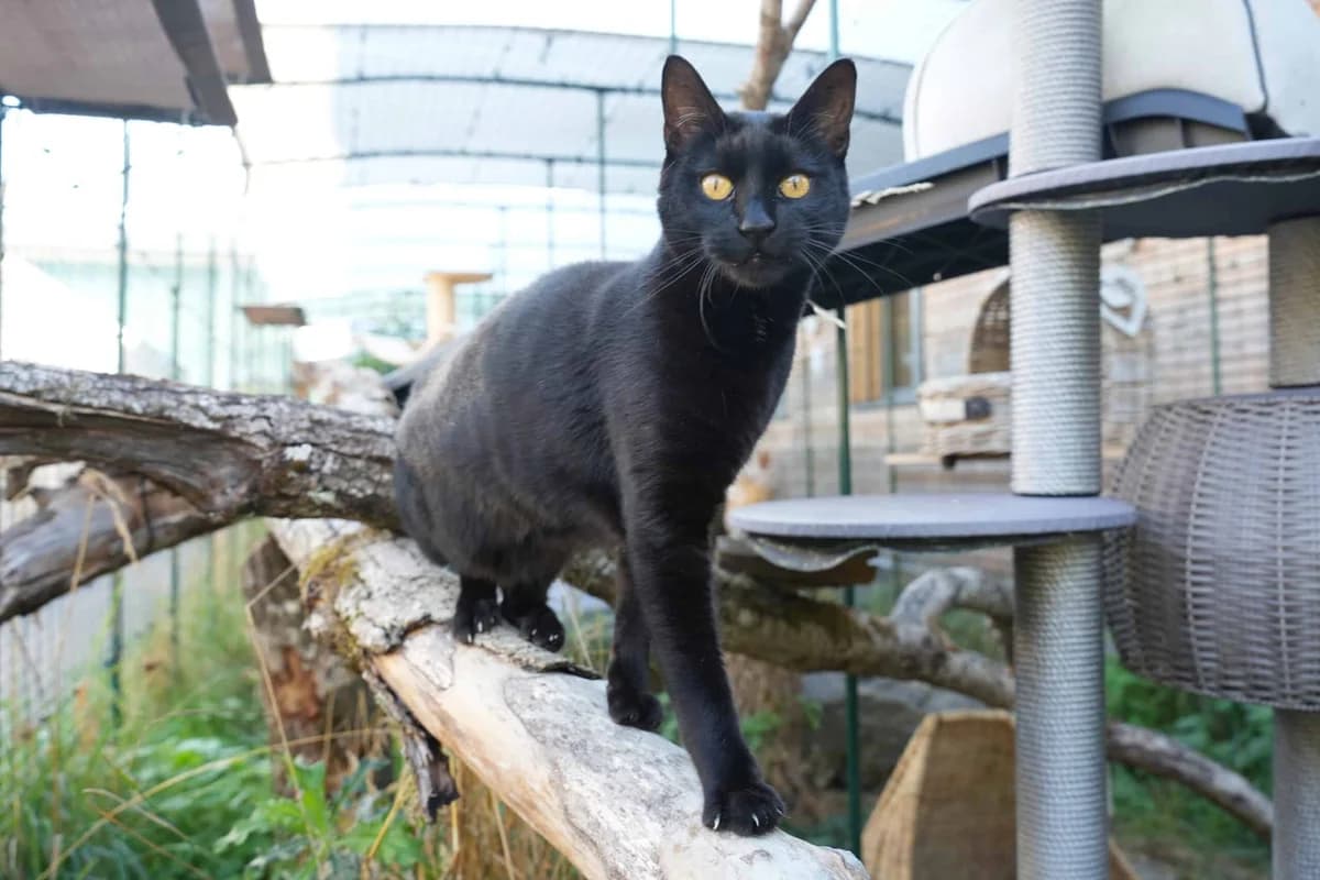 Blade, schwarz male 5yo Bengal for adoption at Berner Tierzentrum