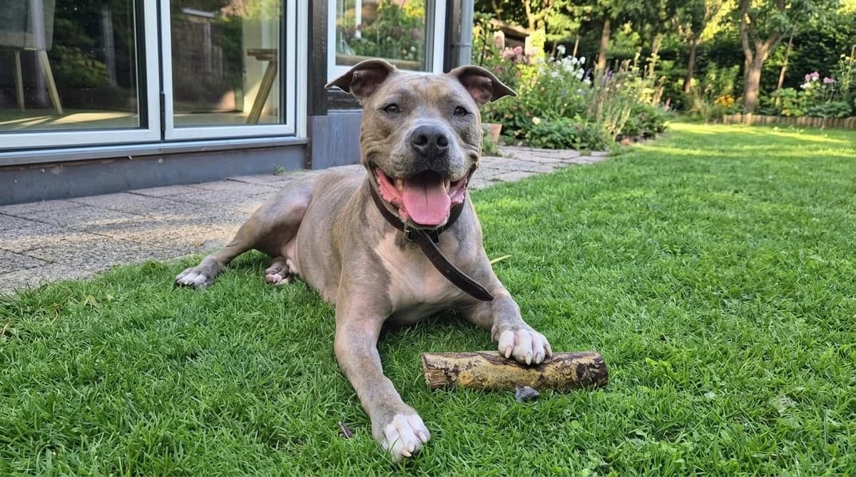 Balou, grau male 7yo Staffordshire Bull Terrier for adoption at Berner Tierzentrum