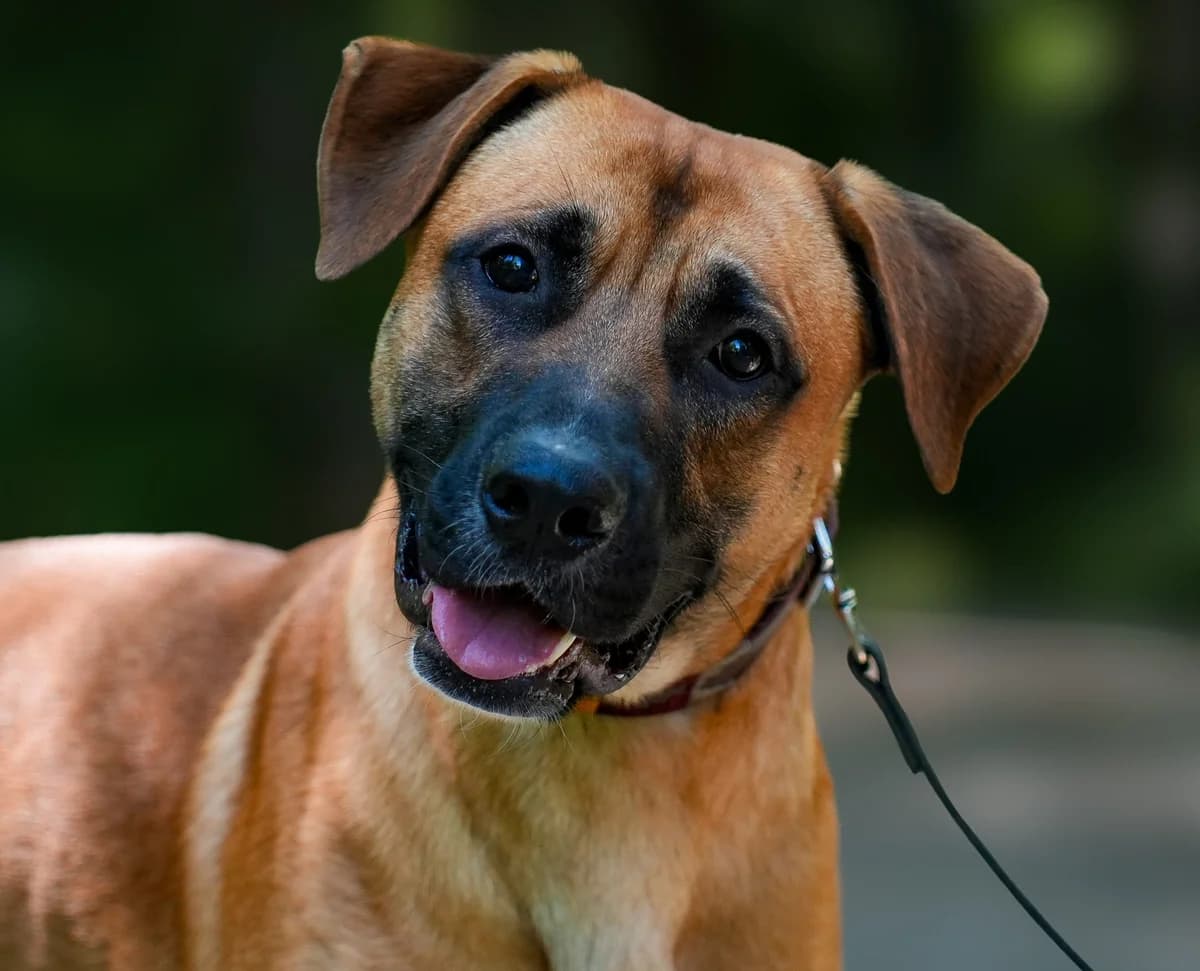 Nemo, braun male young German Shepherd for adoption at Berner Tierzentrum