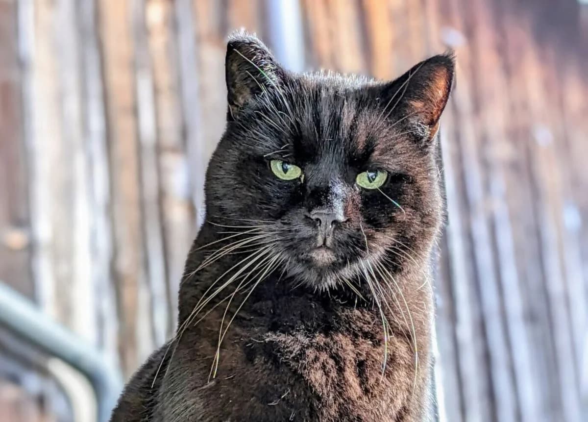 Smokey, schwarz male senior Mixed Breed Cat for adoption at Berner Tierzentrum