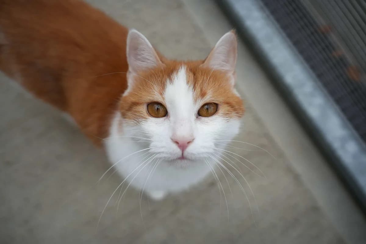 Baschi, rot male 5yo Mixed Breed Cat for adoption at Berner Tierzentrum