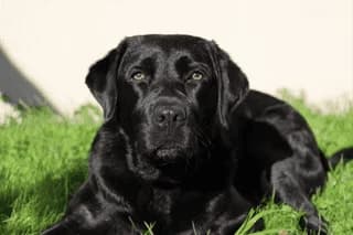 Momo, schwarz female Labrador Retriever for adoption at Berner Tierzentrum